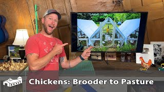 When to MOVE Chickens from Brooder to Pasture