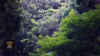 ベートーヴェン　交響曲集 (2, 3, 5, 6,7,8) ビリー/ウィーン放送 ベートーヴェン 交響曲集 (2, 3, 5, 6,7,8) ビリー/ウィーン放送