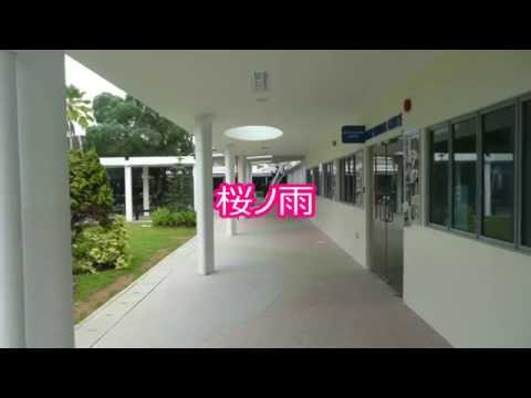 【初音ミク・GUMI】桜ノ雨【カバー】 / Sakura no Ame - GUMI+Hatsune Miku Cover