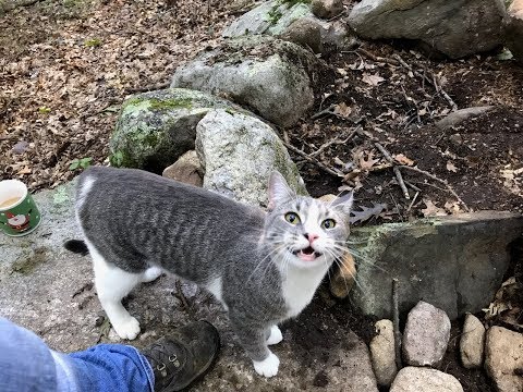 🔴NEW LIVE Peaceful Trail Cam - Critter Cam Live - Nature 🌿🍁