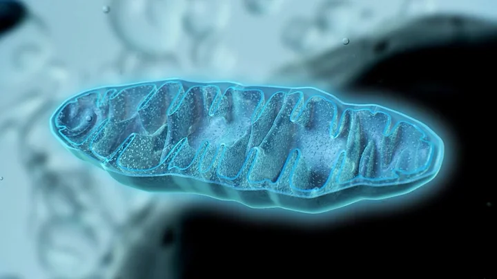 How Mitochondria Produce Energy