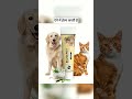 Stop Your Pet's Itching Instantly! 🐶🐱 Best Ayurvedic Skin Cream for Dogs &amp; Cats✨ #doglife #doghealth
