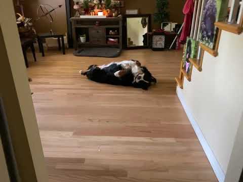 LEO Our Bernese Mountain dog is always so happy to see us