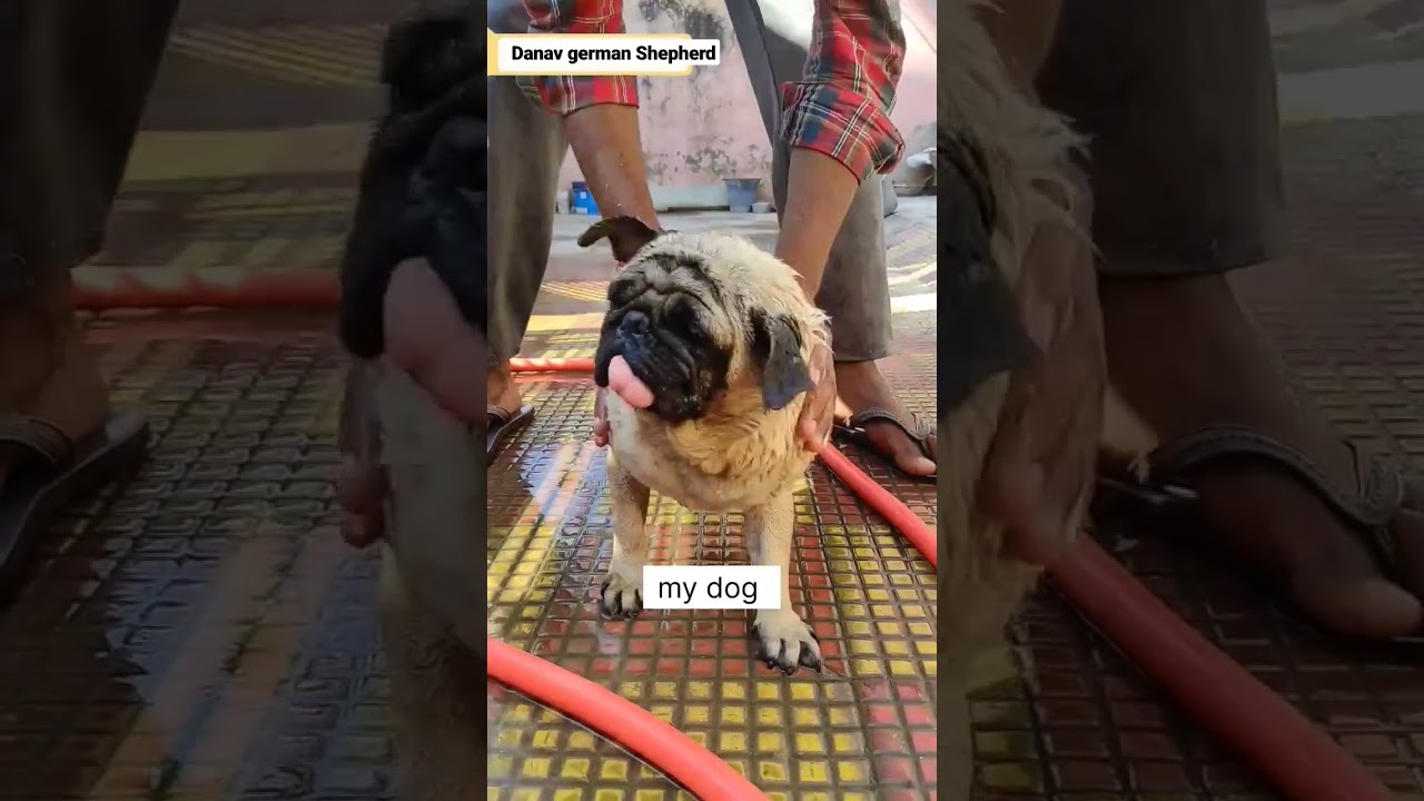 rottweiler vs pug dog 😂  | 