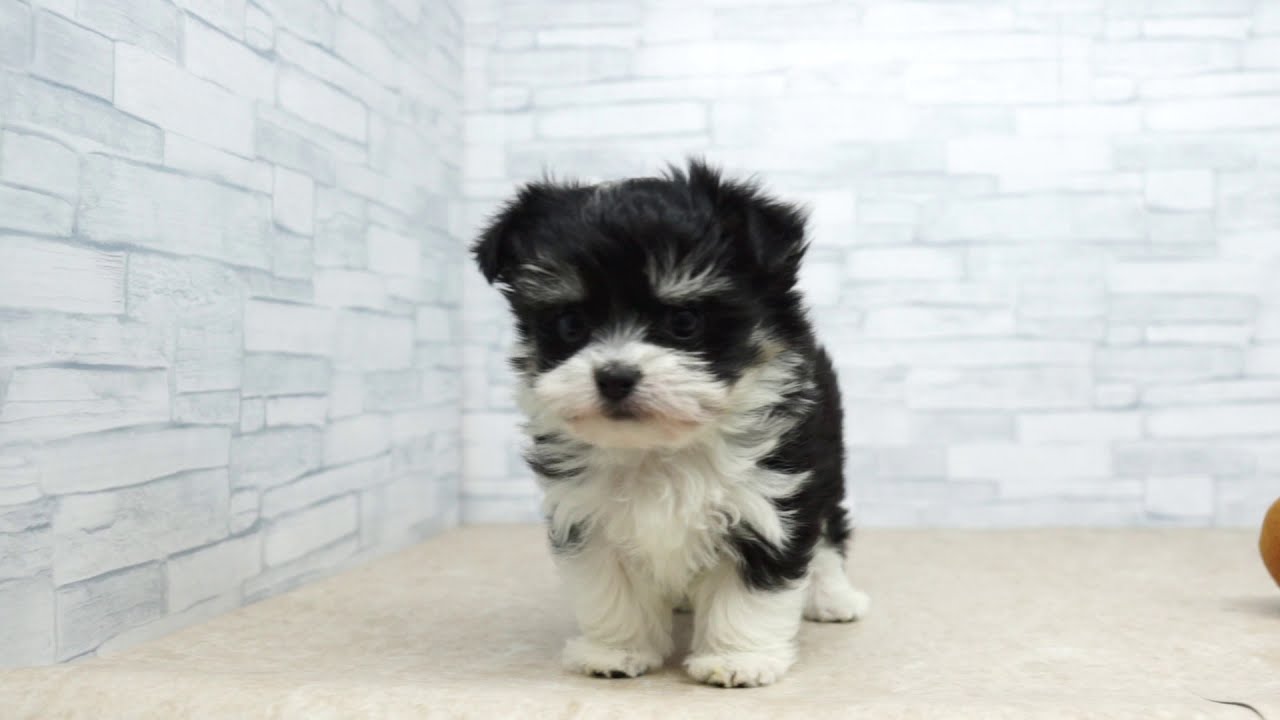 Kikuchi Pet 仔犬仔猫 No ミックス犬 父 チワワ 母 マルチーズ 女の子 Youtube