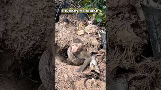 Monkey Vs Snake ❓shorts monkey snake