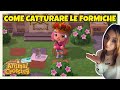 COME CATTURARE LE FORMICHE 🐜 ANIMAL CROSSING NEW HORIZONS ITA GUIDA
