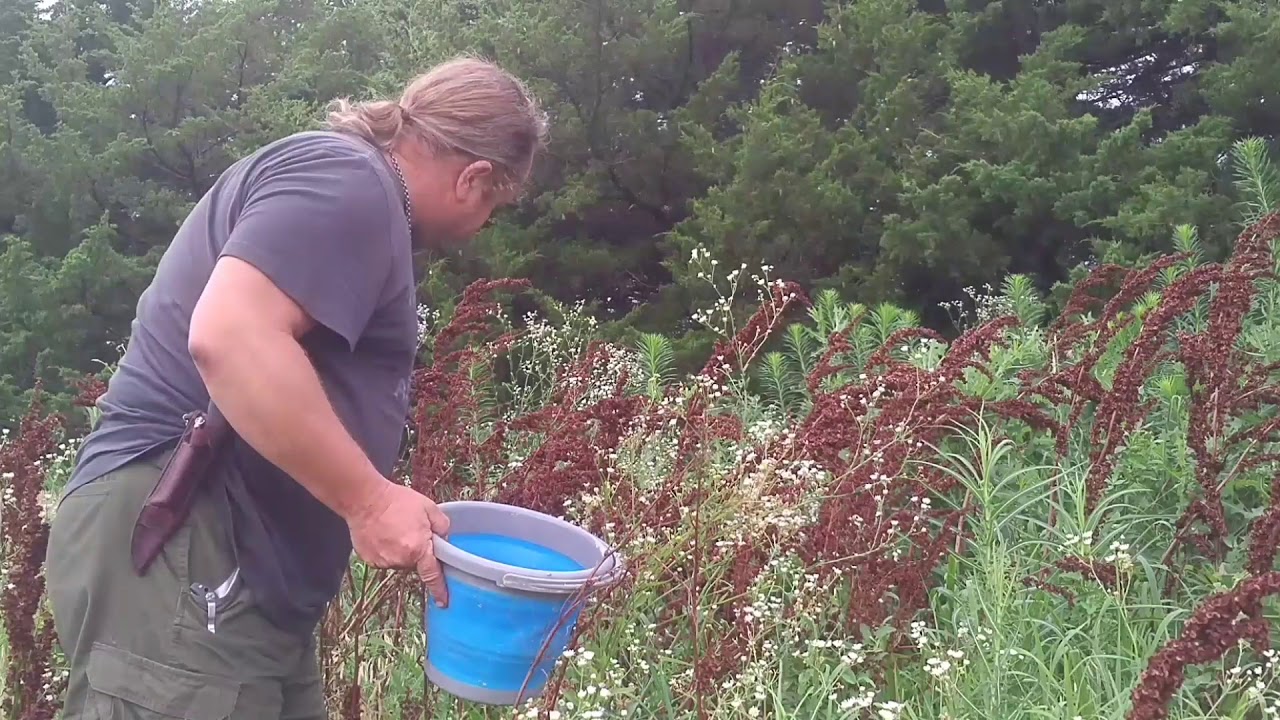 Odins Wolf Survival harvests Curly Dock seed