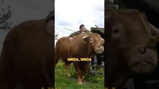 That's a bull, Sir, not a horse!