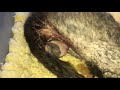 Devon rex cat giving birth の動画、YouTube動画。