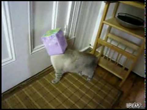 Cat S Head Gets Stuck In Kleenex Box Cat S Head Gets Stuck In Kleenex Box