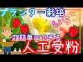 やらないと損♪イチゴの人工授粉/家庭菜園/プランター栽培/2025年