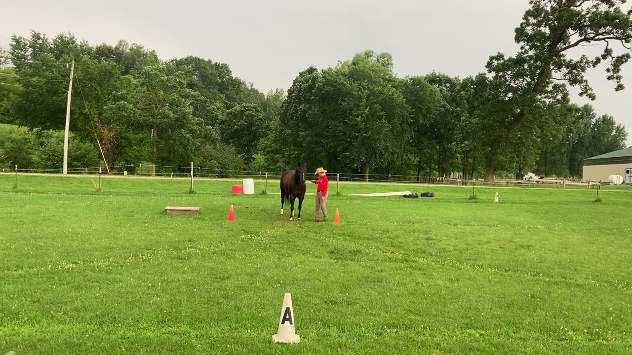 Michelle and Charity ILHA LibertyHorse Novice pattern 1