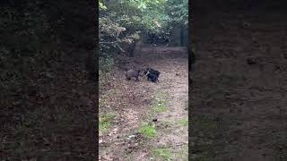 Domuz Avı Zi̇lli̇