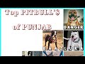 Top pitbulls of Punjab