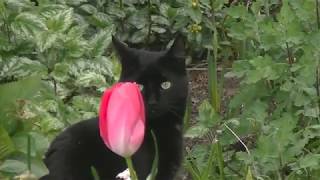 Elke Dag Katten Dag Every Day Cats Day.