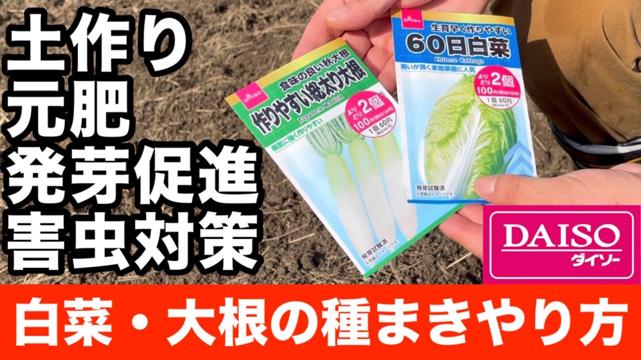 【白菜と大根の種まきやり方】100均ダイソーの種で楽しい秋冬野菜作り！“直播き”土作り・元肥・発芽促進・害虫対策について説明！