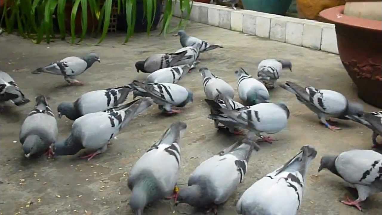 Blue bar pigeons bigpic Vietnam loft part 2 YouTube