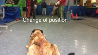 Riot and Walt PSA decoy neutrality training