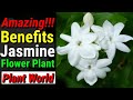 the amazing benefits of the jasmine flower plant | plant world