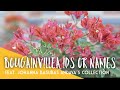 Bougainvilea varieties  ids  names feat johanna basubas andayas collections