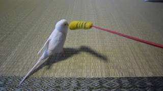 インコじゃらし ２