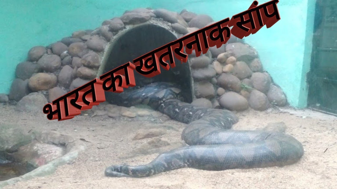 camera iphone 8 plus apk Guindy Snake Park (Chennai) गुइंडी स्नेक पार्क (चेन्नई)