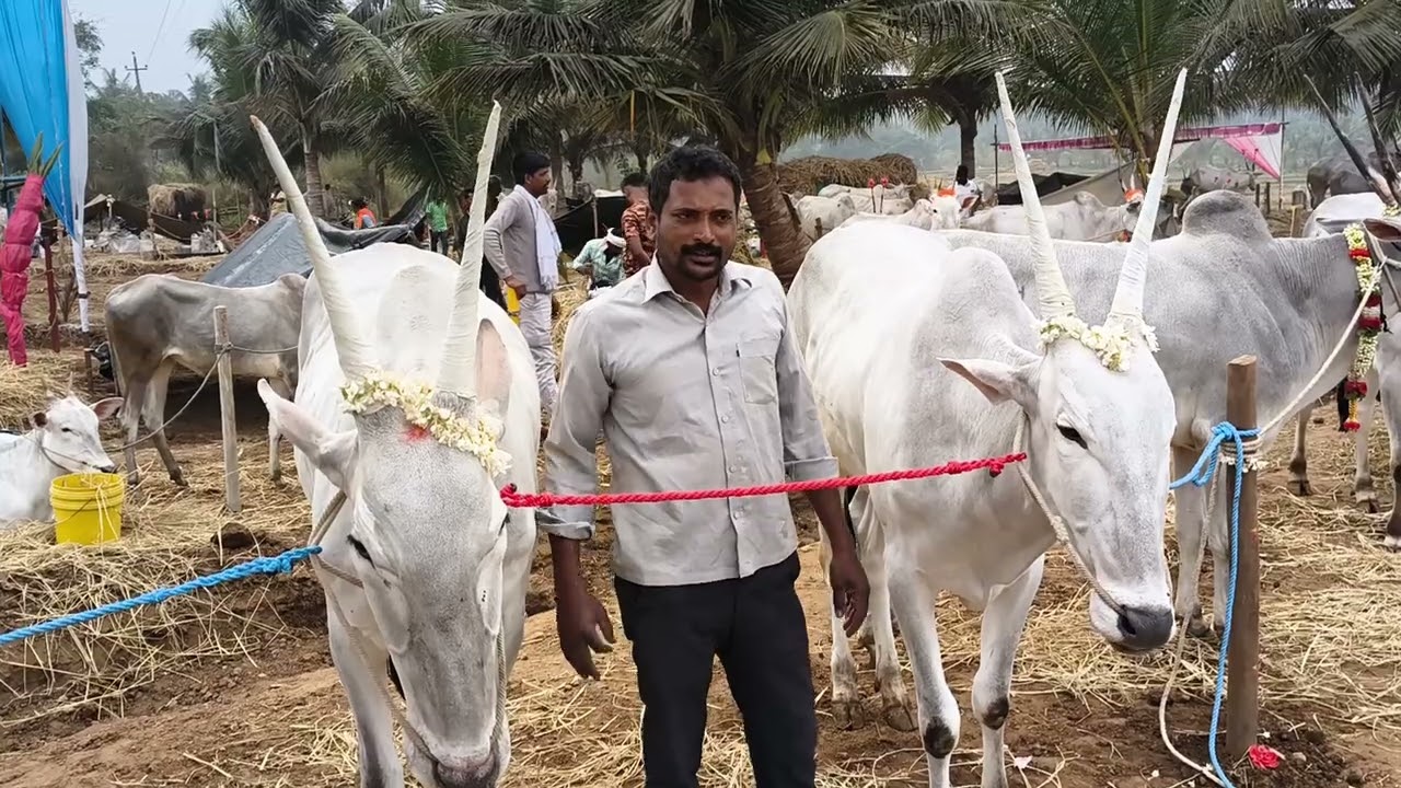 1/2/2026 January jatra chuncina katte 