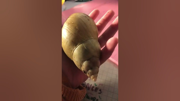 Il et gros mon escargot 🐌 ?