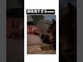 猫パンチwww #猫パンチ#笑える#shorts#おもしろ#癒し