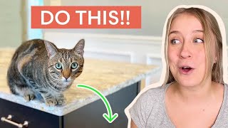 How to Keep Your Cat OFF THE COUNTER (Changing Habits!) by tuft + paw 43,388 views 1 year ago 6 minutes, 32 seconds