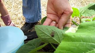 Squash Bug Laying Eggs