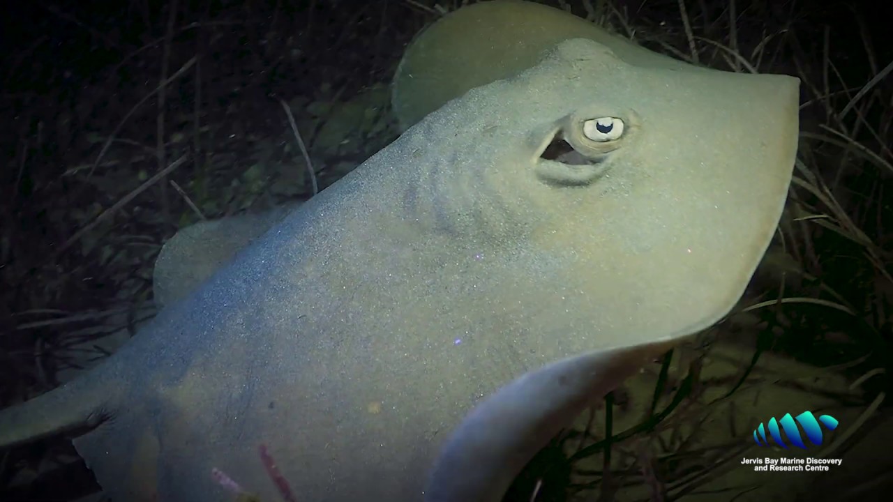 Common Stingaree (Trygonoptera testacea) - JBMDRC Creature Feature
