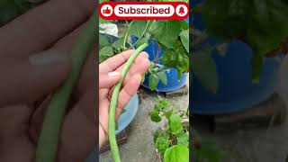 বরবটি চাষে সফলতা on My Rooftop Garden! #gardening #yardlongbean #বরবটি #ছাদবাগান