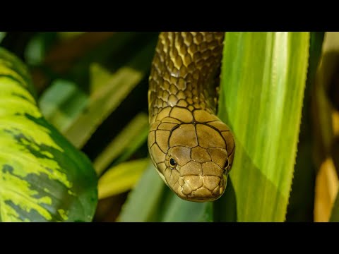 Video ????Những tiết lộ bí ẩn về loài rắn | Thế Giới Động Vật - youtube