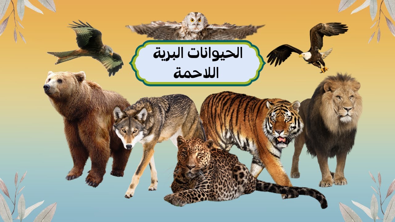 الحيوانات البريّة اللاحمة - حيوانات الغابة للأطفالCarnivorous Wild  Animals. Animaux carnivores