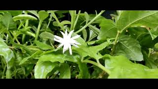 Star Layered Jasmine