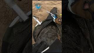 Seal Rescued From Gill Net