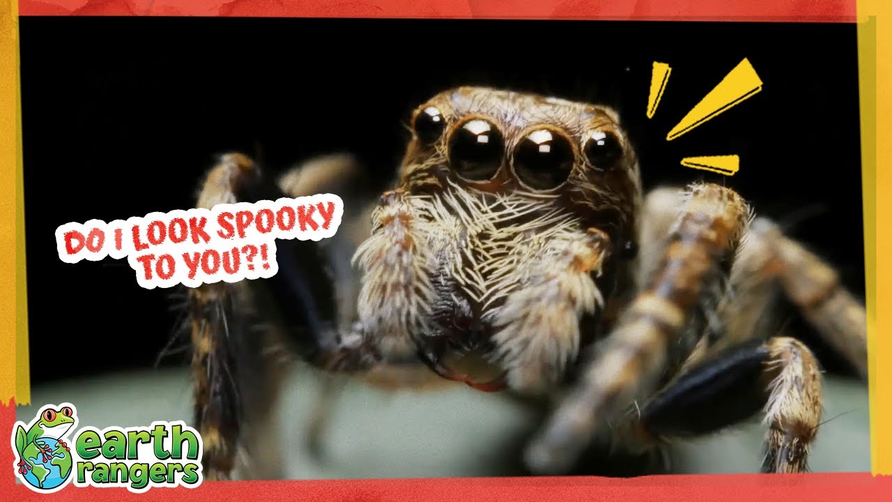 Play: "These Spooky Animals Aren't Scary... They Promise!": Earth Rangers takes on Halloween fears