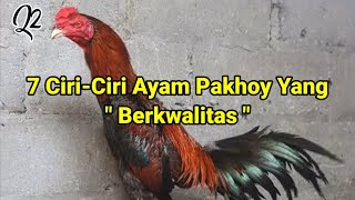 Inilah Ciri-ciri Ayam Pakhoy Berkualitas