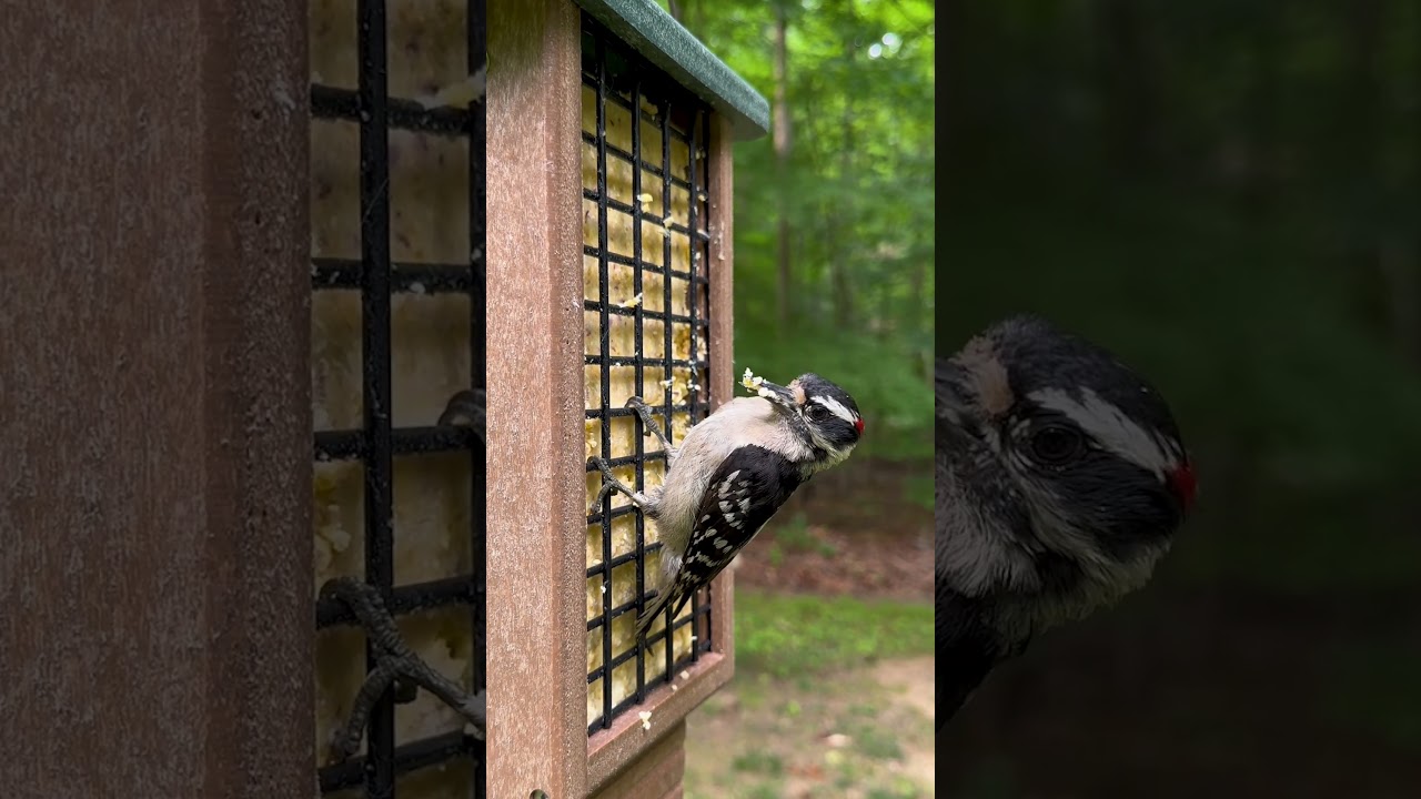 Bird at Suet Feeder | ForTheBirds.com | Fresh Bird Seed Online