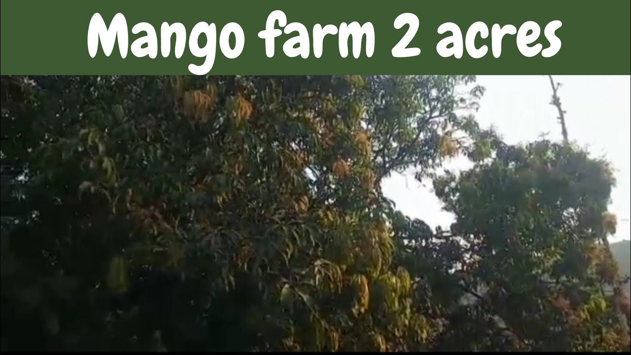 Mango Farm for sale in Ratnagiri 2 acres {ID 121/12 } 9371129848 YouTube