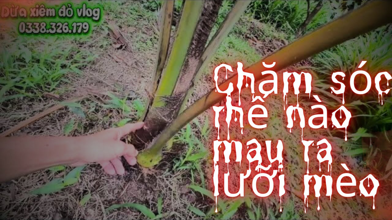 Chăm sóc dừa vào tháng nắng đúng kỷ thuật