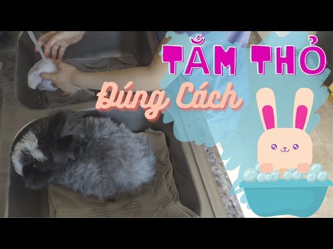 Video: Cách Rửa Thỏ Trang Trí