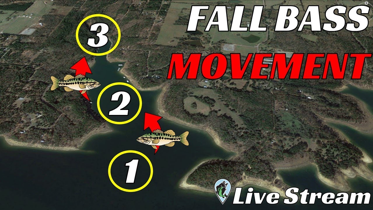 Fall Bass Migration Explained | FTM Livestream #104 - YouTube