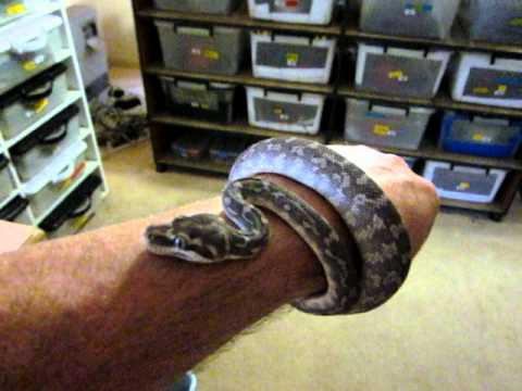trademark meaning Rough scaled Python
