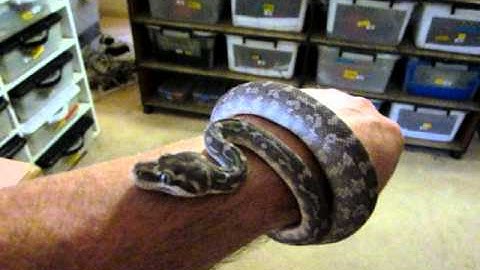 Rough scaled Python