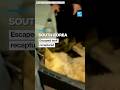 Elusive wolf in South Korea recaptured after nine days on the run • FRANCE 24 English