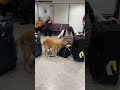 a cute little airport reunion 🐾