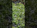Raining Hailstones on a moss# Hailstones #rain